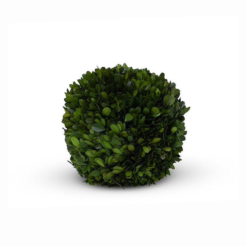 Preserved Boxwood Ball