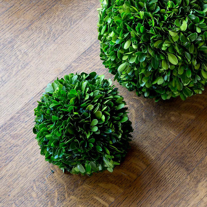 Preserved Boxwood Ball