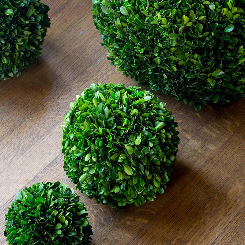 Preserved Boxwood Ball