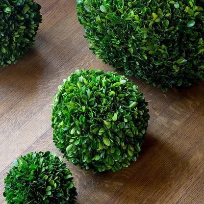Preserved Boxwood Ball