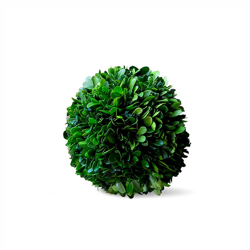 Preserved Boxwood Ball